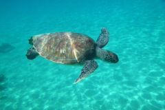 Curacao6_PerfectlyClear