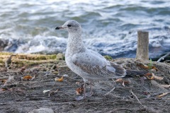 IMG_3299_PerfectlyClear