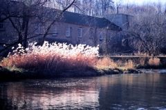 grasses_at_water_edge