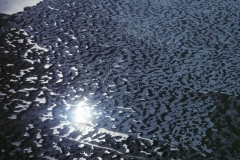 puddle_ice-2