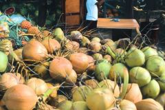 coconuts-a-lowres